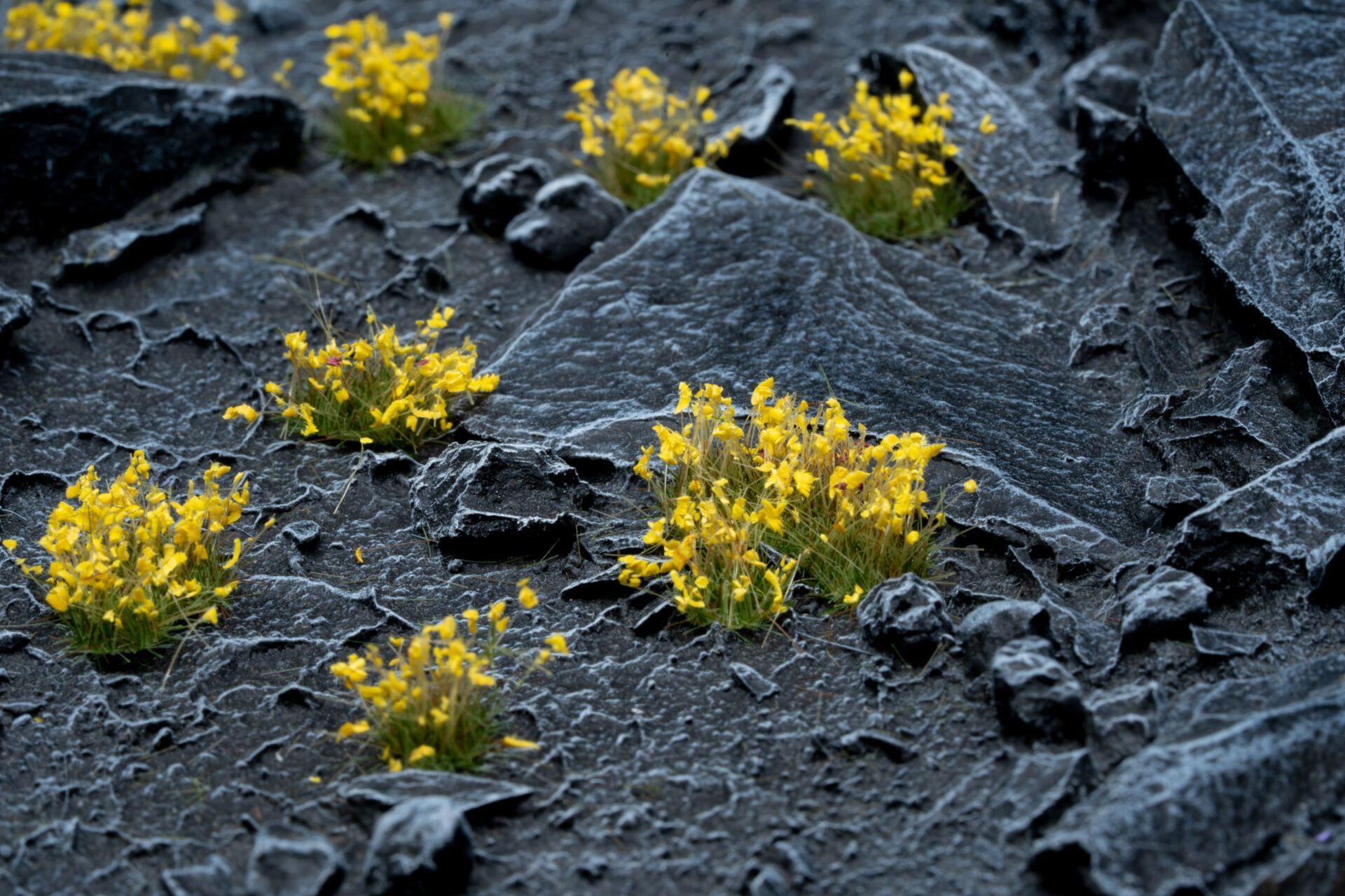 Yellow Flowers